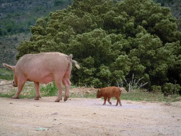 Faune de montagne - Cochon sauvage (en semi-liberté) et son porcelet sur un chemin