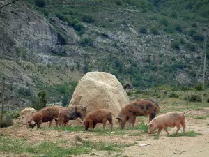 Faune de montagne - Cochons sauvages (en semi-liberté) au bord d'une route de montagne