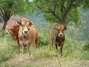 Faune de montagne - Vaches, fleurs sauvages, arbres et petite maison rose en arrière-plan