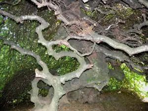 Faux de Verzy - Dwarf beech in the Verzy forest (forest of the Reims Mountain); in the Reims mountain Regional Nature Park