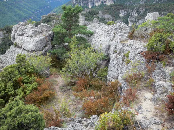 Felsansammlung von Montpellier-le-Vieux - Ruinenförmiges Dolomitgestein und Pflanzenwuchs, auf der Hochebene Causse Noir, im Regionalen Naturpark der Grands Causses