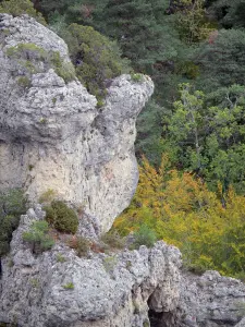 Felsansammlung von Montpellier-le-Vieux - Ruinenartige Dolomitsteine umgeben von Bäumen