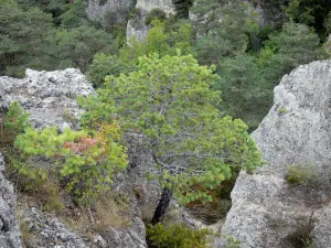 Felsansammlung von Montpellier-le-Vieux - Dolomitgestein umgeben von Bäumen