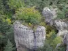 Felsansammlung von Montpellier-le-Vieux - Dolomitsteine umgeben von Bäumen