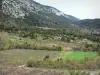 Fenouillèdes - Campo di vigneti immersi nel verde, ai piedi di una collina