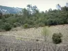 Fenouillèdes - Champ de vignes bordé d'arbres et d'arbustes