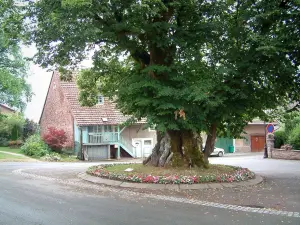 Floral villages - Beautiful lime tree featuring flowers, house in background