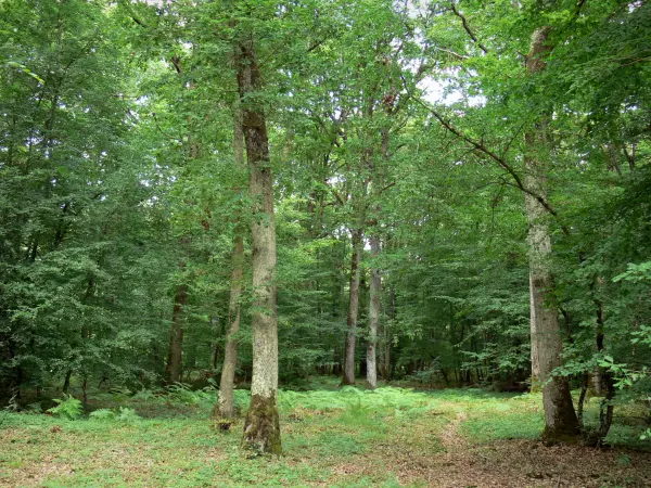 Foresta di Châteauroux - Foresta di Chateauroux alberi ad alto fusto