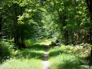 Foresta di Châteauroux - Foresta di strada forestale Chateauroux fiancheggiata da alberi e vegetazione