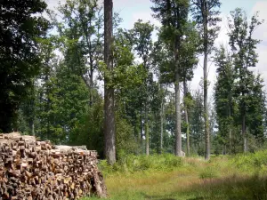 Foresta di Châteauroux - Forest of Chateauroux mucchio di legno tagliati alberi, vegetazione e delle foreste