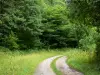 Foresta di Chaux - Registrazione alberi strada, vegetazione e delle foreste