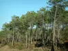 Foresta della Coubre - Vegetazione e pino (albero)
