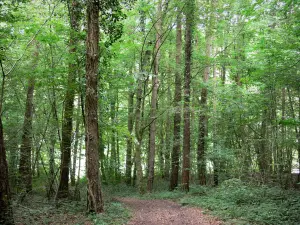 Foresta di Élan - Elk State Forest: alberi e sottobosco