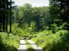 Foresta di Lyons - Strada forestale nel bosco, circondata da alberi e vegetazione