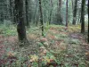 Foresta di Mervent-Vouvant - Sottobosco e gli alberi della foresta