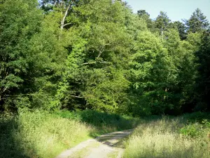 Foresta di Perseigne - Strada fiancheggiata da alberi e vegetazione del Parco Naturale Regionale Normandia-Maine