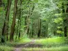 Foresta di Retz - Sottobosco e alberi della foresta
