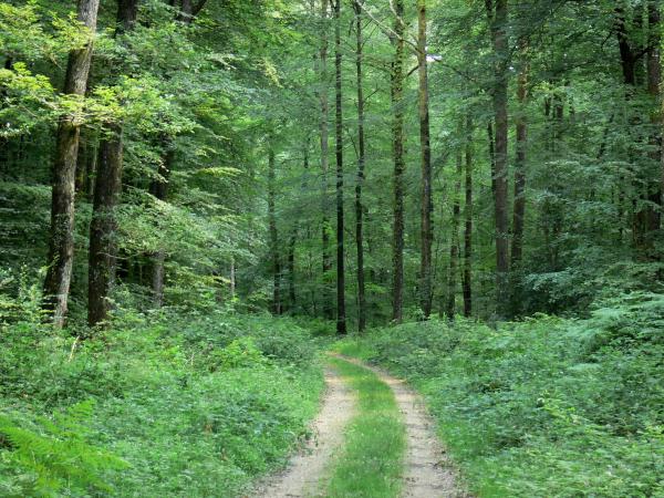vacances foret de france