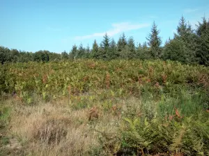 Forêt de Brigueuil - Végétation et arbres de la forêt