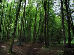 Forêt de Chabrières - Arbres de la forêt domaniale