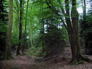 Forêt de Chabrières - Arbres de la forêt domaniale