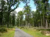 Forêt de Châteauroux - Forêt domaniale de Châteauroux : route forestière bordée d'arbres
