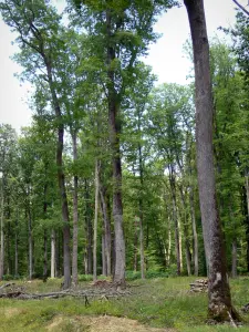 Forêt de Châteauroux - Forêt domaniale de Châteauroux : arbres de la forêt