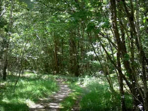 Forêt de Châteauroux - Forêt domaniale de Châteauroux : sentier forestier bordé d'arbres et de végétation