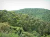 Forêt de Chiavari - Arbres, eucalyptus et colline tapissée de forêt
