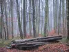 Forêt d'Eawy - Arbres, bois coupé et feuilles mortes