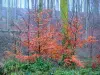 Forêt d'Eawy - Arbres, arbustes aux couleurs de l'automne et végétation
