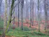 Forêt d'Eawy - Arbres et végétation