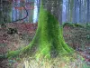 Forêt d'Eawy - Tronc d'arbre recouvert de mousse, végétation et feuilles mortes