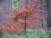 Forêt d'Eawy - Arbres, arbustes aux couleurs de l'automne et végétation