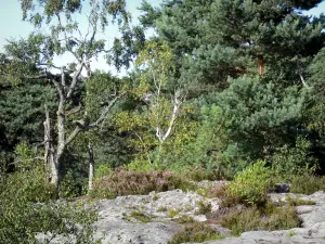 Forêt de Fontainebleau - Végétation et arbres de la forêt