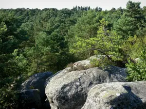 Forêt de Fontainebleau - Gorges de Franchard : rochers et arbres de la forêt