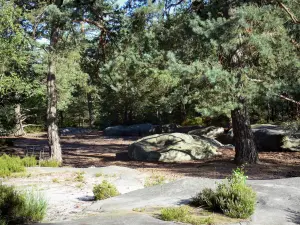 Forêt de Fontainebleau - Roche et arbres de la forêt