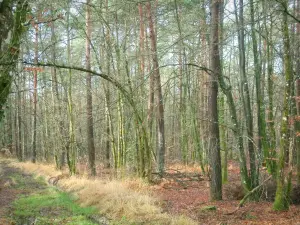 Forêt du Gâvre - Chemin, végétation, feuilles mortes et arbres de la forêt