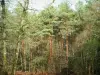 Forêt du Gâvre - Arbres de la forêt