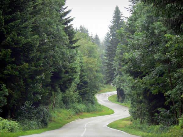 vacances foret de france