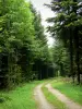 Forêt de la Joux - Sapinière : chemin forestier bordé d'arbres et notamment de sapins