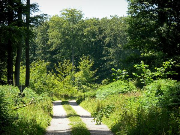 vacances foret de france