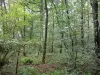 Forêt de Mervent-Vouvant - Arbres de la forêt