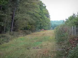 Forêt d'Orléans - Sous-bois et arbres de la forêt domaniale (massif forestier)