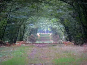 Forêt d'Orléans - Chemin forestier bordé d'arbres (forêt domaniale)