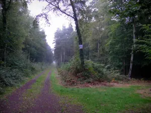 Forêt de Paimpont - Chemin bordé d'arbres