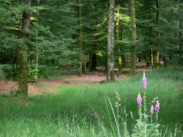 Forêt de Perseigne - Fleurs sauvages, sous-bois et arbres de la forêt domaniale ; dans le Parc Naturel Régional Normandie-Maine