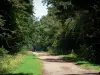 Forêt de Raismes-Saint-Amand-Wallers - Route forestière bordée d'arbres, dans le Parc Naturel Régional Scarpe-Escaut