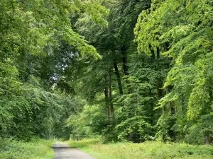 Forêt de Retz - Forest road lined with trees