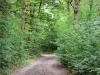 Forêt de Sénart - Forêt domaniale : sentier forestier bordé d'arbres
